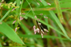 Eragrostis unioloides